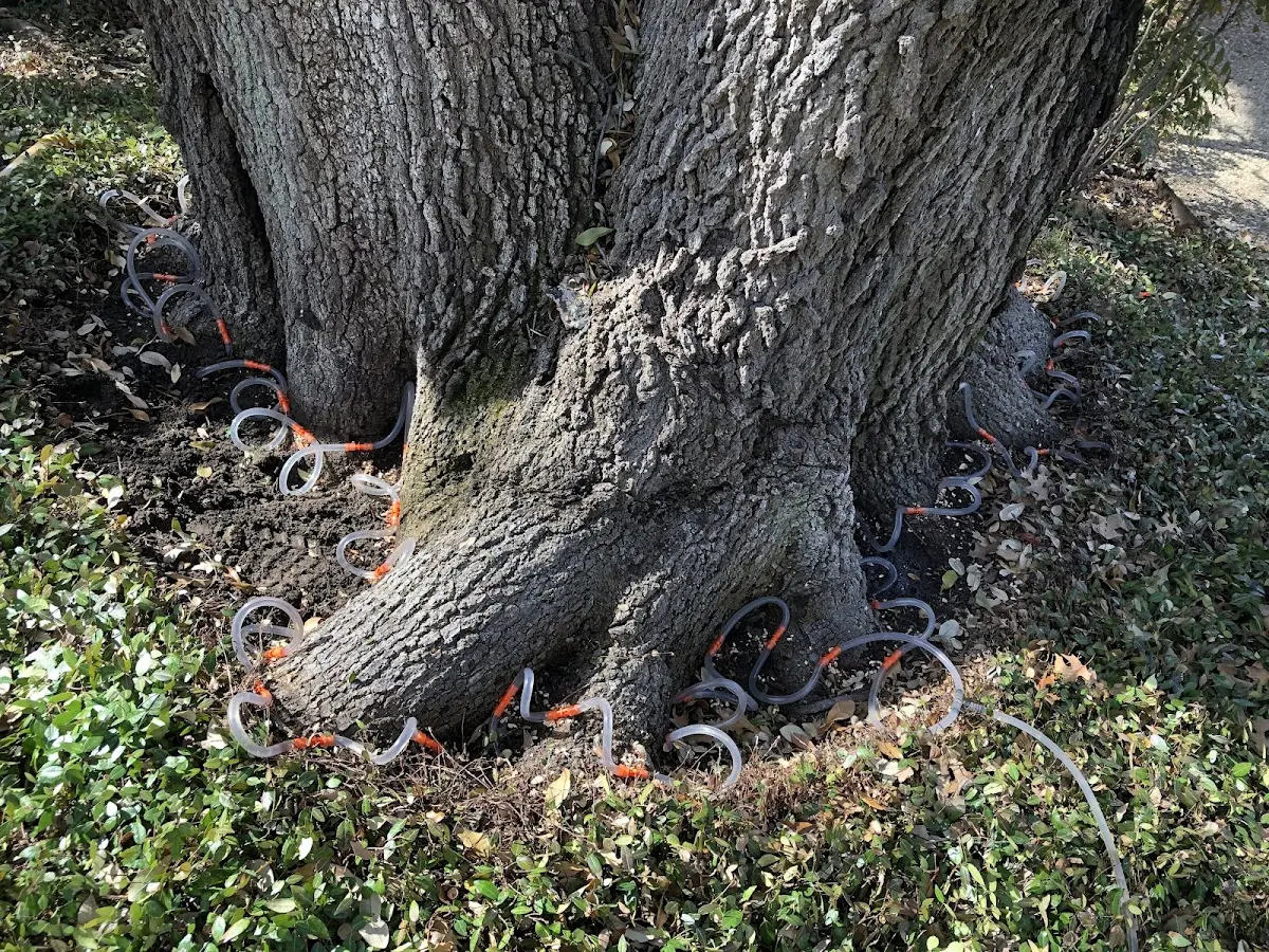 Detailed Tree Cabling and Bracing job site in Crompond