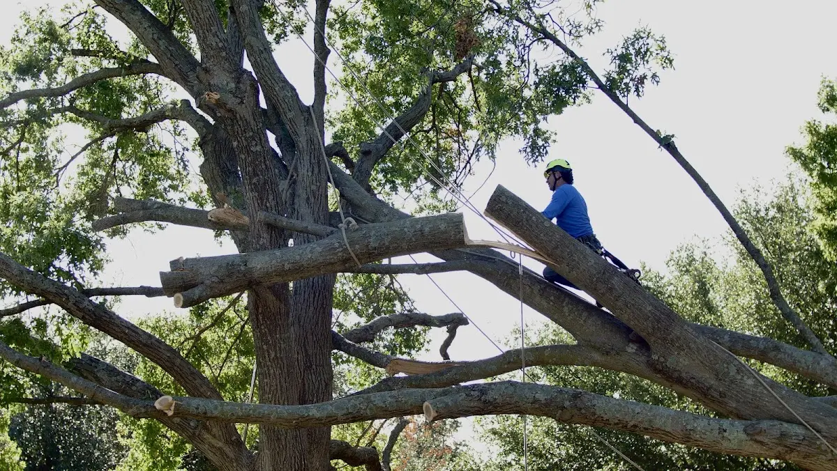 Professional Crown Thinning performed by certified arborists in Crompond